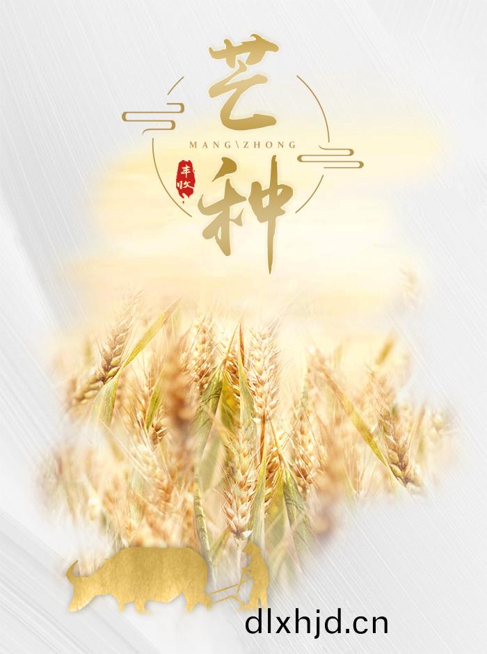 芒(mang)種